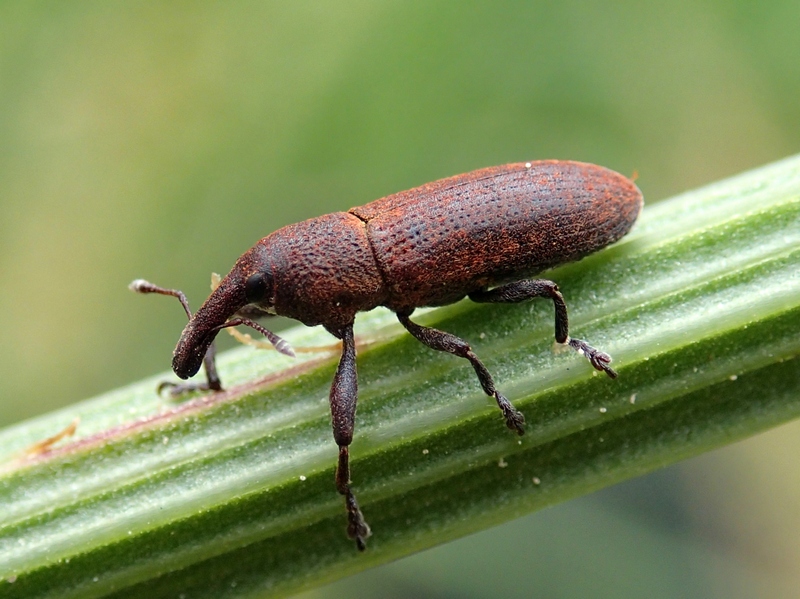 Curculionidae rossiccio: Lixus sp.?